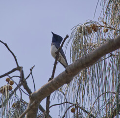 Australian wildlife birds black Sparrow 