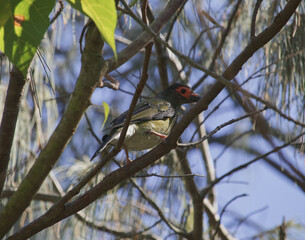 Australian wildlife birds australiasian figbird 