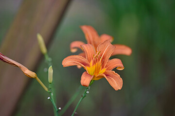 Obraz premium orange lily flower