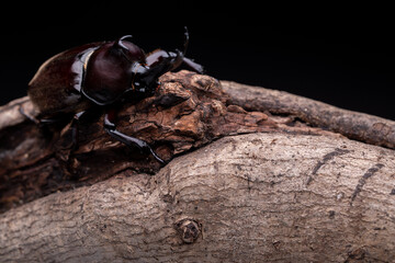 Black background photo of a male beetle holding onto a branch