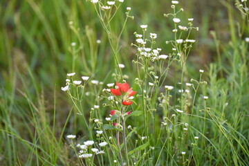 red poppy flower