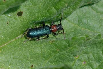 Longhorn beetle (Cartallum ebulinum) on a leaf
