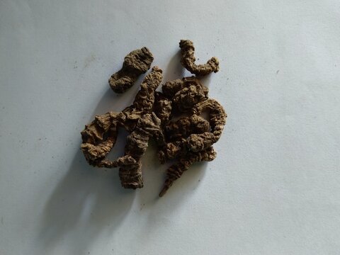 Saussurea lappa or Kushta or Indian costus root is a famous Ayurvedic herb used in treating gout, skin diseases, respiratory disorders etc.