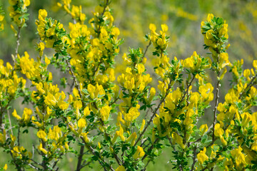 Chamaecytisus ratisbonensis. yellow flowers and green leaves on a plant branch. in the forest or in the field. floral natural background, close-up. nature in spring. Honey plants Ukraine.