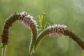 Praying Mantis with Beautiful Pose