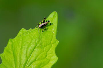 Tettigonioidea. insect sits on a leaf. small grasshopper sits on a twig on a green background. The green female grasshopper sits right on the grass in the meadow and is well camouflaged. close-up