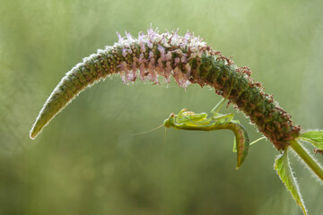 Praying Mantis with Beautiful Pose