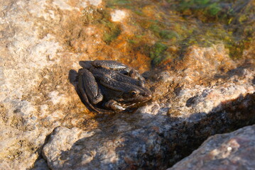 frog or toad sitting on a stone