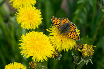 Araschnia levana on yellow dandelion flower. beautiful delicate butterfly, orange wings. macro insect, nature close-up. The mutable map butterfly, spring season. copy space, top view.