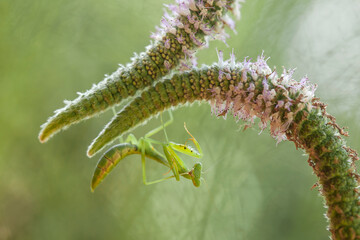 Praying Mantis with Beautiful Pose