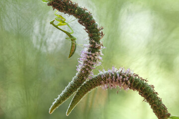Praying Mantis with Beautiful Pose