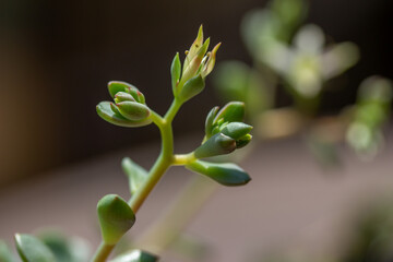 Macro abstract view of a tiny flower blossom on a graptoveria succulent houseplant with defocused background