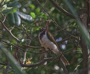 Australian wildlife birds honey eater