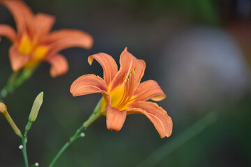 Fototapeta premium orange tiger lily