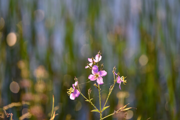 flowers in the field