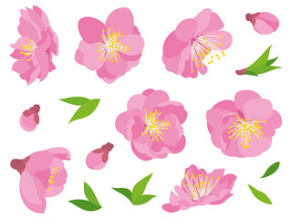 ピンク色の桃の花と葉