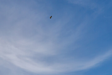 Fototapeta na wymiar A small bird in blue sky with white clouds