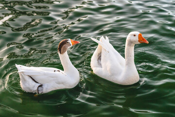 Wild white geese floating on water in the city park pond