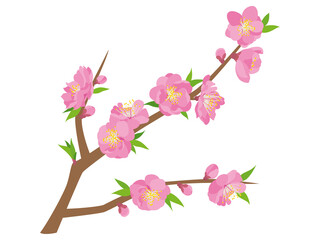 ピンク色の桃の花
