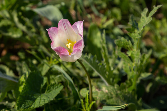 A white-lilac wild tulips growing in green grass. Kalmykia