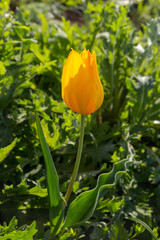 Naklejka premium Wild yellow tulip in green grass in Kalmykia
