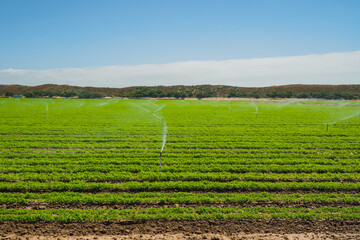Watering agricultural field with young plants. Irrigation system in function. Sunny day, blue sky background