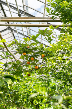 Tangerine Tree With Ripe Fruits Growing Inside Glasshouse. Cultivation Of Tropical Plants In Greenhouse, Orangery Or Botanical Garden Concept. Eco Gardening And Exotic Citrus Home Production Business