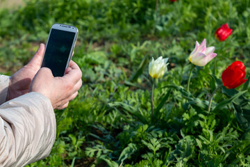A woman photographs the smartphone blooming tulips in the spring steppe