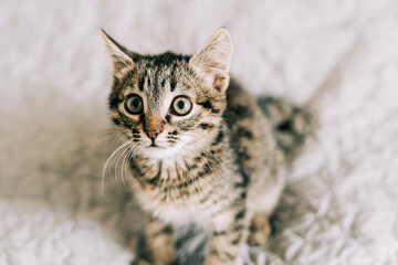 Close up of domestic small tabby kitten with big eyes. Curious cat lifestyle shot. Adorable cozy feline friend. Animal portrait with big eyes.