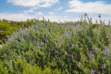 Silver Lupine (Lupinus argenteus) in bloom, silvery-green leaves line the stems, and violet, pea-like flowers are arranged in a showy spike.
