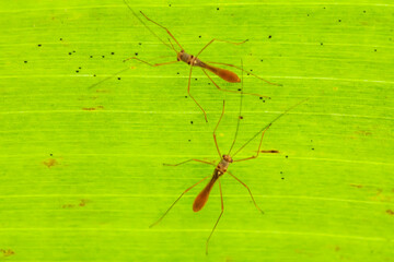 Story of Animal Insect in Wildlife