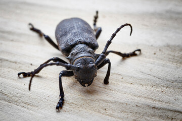 Big black beetle crawling forward