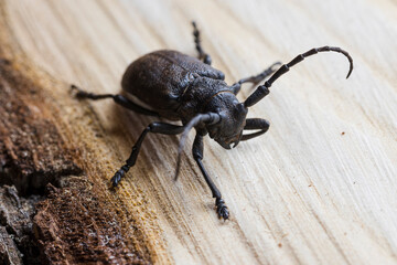 Big black beetle crawling forward