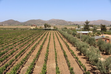 vineyard landscape