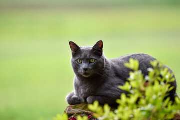 grey cat on the in bushes