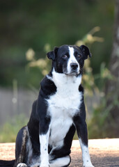 border collie dog