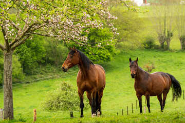 Animal ferme cheval 31