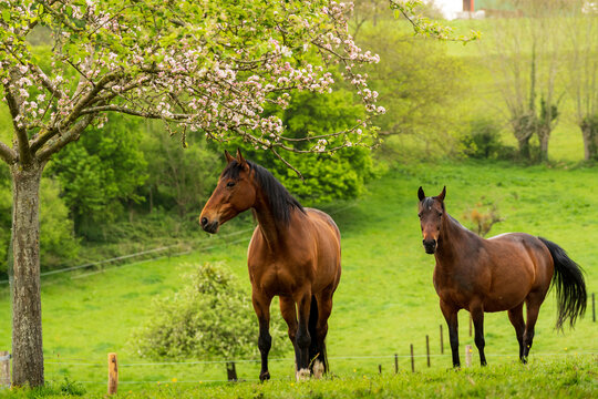 Animal ferme cheval 31