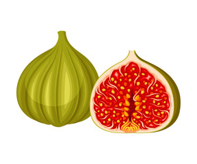 Unripe Common Fig or Ficus Plant Syconium Fruit with Numerous Seeds Vector Illustration