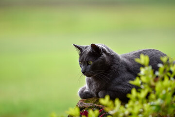 portrait of a cat dark grey 