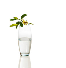 lily flower and bud on transparent glass vase