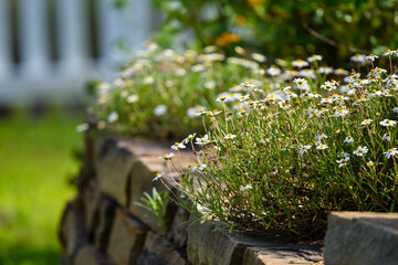 green moss on a fence black daisys