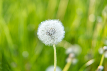 close-up of Taraxacum officinale 'dandelion' puff ball against green background