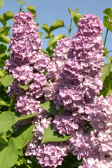 shrub lilac close-up in the garden  © Tatyana