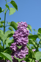 shrub lilac close-up in the garden  © Tatyana