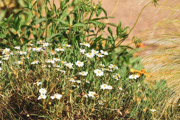 flowers in the meadow black daisies