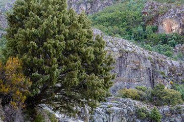 Fototapeta na wymiar Juniperus communis. Common Juniper. Small tree in a mountain area.