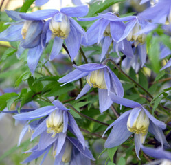 clematis close-up in the garden  © Tatyana