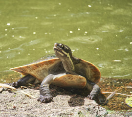 Australian wildlife turtle 