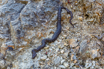Viperine snake moving between the rocks. Natrix maura.